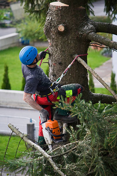 How Our Tree Care Process Works  in  Gordon, GA